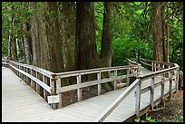 Boardwalk, Patriarch Grove. Mount Rainier National Park, Washington, USA.