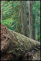 Moss-covered fallen tree in Patriarch Grove. Mount Rainier National Park ( color)