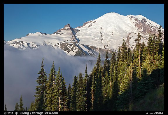 Forest, Mt Rainier and fog, early morning. Mount Rainier National Park (color)