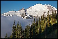 Forest, Mt Rainier and fog, early morning. Mount Rainier National Park ( color)