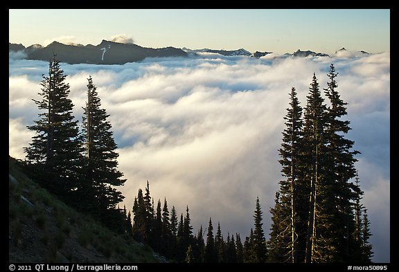 Sea of clouds and Governors Ridge, early morning. Mount Rainier National Park, Washington, USA.