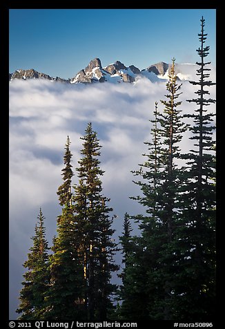 Spruce trees and cloud-filled valley. Mount Rainier National Park, Washington, USA.