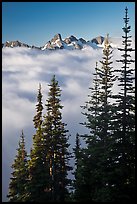Spruce trees and cloud-filled valley. Mount Rainier National Park, Washington, USA.
