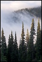 Forest and low clouds. Mount Rainier National Park, Washington, USA.