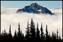 Spruce trees and Goat Island Mountain emerging from clouds. Mount Rainier National Park, Washington, USA.