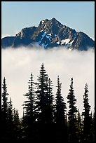 Spruce trees and mountain emerging above clouds. Mount Rainier National Park, Washington, USA. (color)