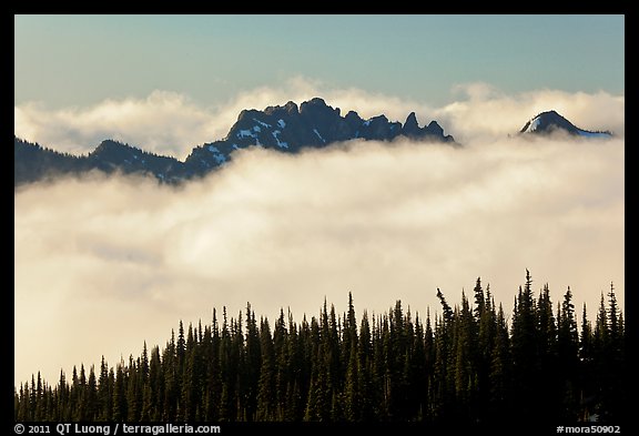 Dark conifers and ridge emerging from clouds. Mount Rainier National Park, Washington, USA.