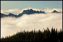 Dark conifers and ridge emerging from clouds. Mount Rainier National Park, Washington, USA.