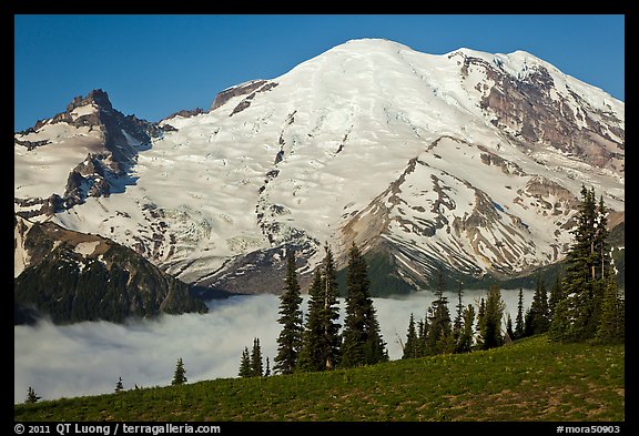 Meadow and Mt Rainier above fog-filled valley. Mount Rainier National Park (color)