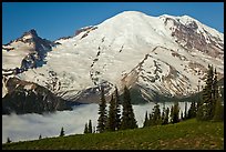 Meadow and Mt Rainier above fog-filled valley. Mount Rainier National Park ( color)