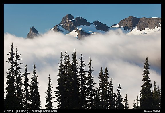 Trees, fog, and ridge, Sunrise. Mount Rainier National Park, Washington, USA.