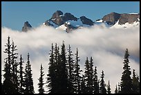 Trees, fog, and ridge, Sunrise. Mount Rainier National Park, Washington, USA. (color)