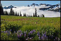 Lupine, meadow, and mountains emerging from clouds. Mount Rainier National Park, Washington, USA.