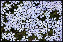 Cluster of alpine flowers. Mount Rainier National Park ( color)