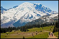 Sunrise area trails. Mount Rainier National Park, Washington, USA.