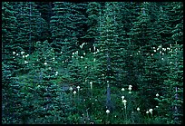 Beargrass and dark conifer trees. Mount Rainier National Park, Washington, USA. (color)