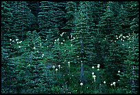 Beargrass and dark conifer trees. Mount Rainier National Park, Washington, USA.