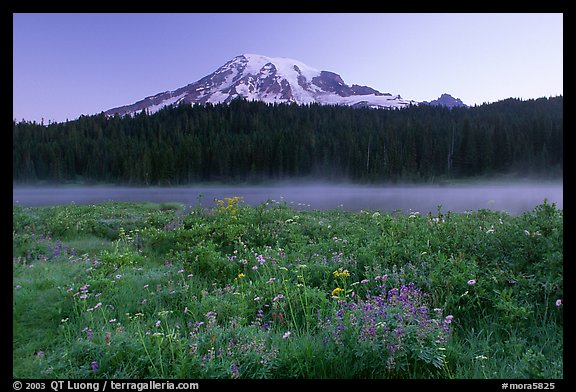 Wildflowers, Reflection Lake and Mt Rainier,  sunrise. Mount Rainier National Park, Washington, USA.