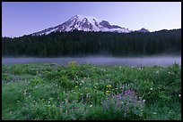 Wildflowers, Reflection Lake and Mt Rainier,  sunrise. Mount Rainier National Park, Washington, USA.