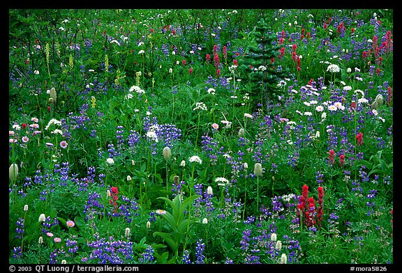 Wildflowers, Paradise. Mount Rainier National Park
