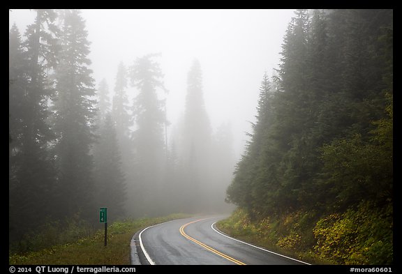 Road in fog. Mount Rainier National Park, Washington, USA.