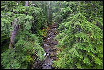 Creek in old-growth forest from above. Mount Rainier National Park ( color)