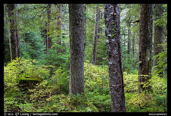 Old-growth forest in autumn. Mount Rainier National Park, Washington, USA.