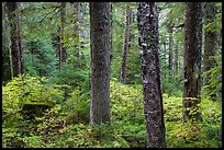 Old-growth forest in autumn. Mount Rainier National Park ( color)