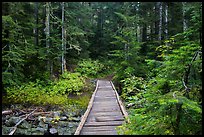 Bridge over Chinook Creek. Mount Rainier National Park ( color)