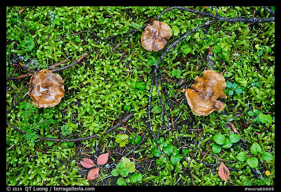 Close-up of mushrooms and ground plants. Mount Rainier National Park (color)