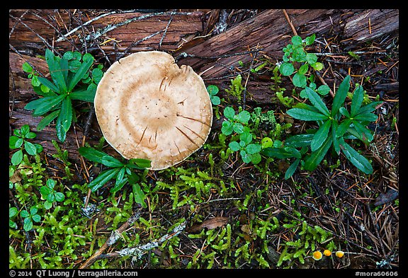 Close-up of mushrooms and fallen wood. Mount Rainier National Park (color)