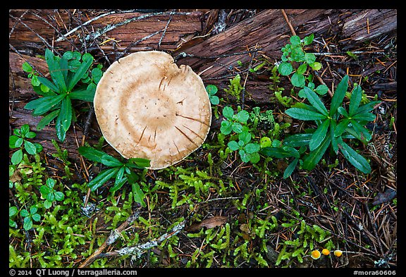 Close-up of mushrooms and fallen wood. Mount Rainier National Park, Washington, USA.