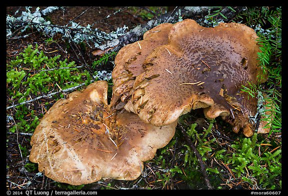 Close-up of large mushroom. Mount Rainier National Park (color)