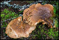 Close-up of large mushroom. Mount Rainier National Park ( color)