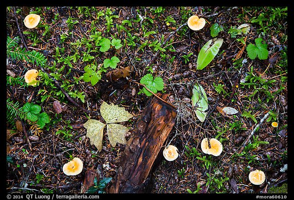 Close-up of forest floor with many mushrooms. Mount Rainier National Park, Washington, USA.