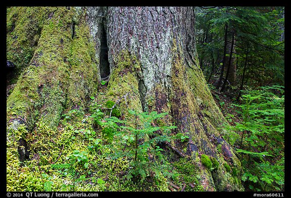 Picture/Photo: Base of tree trunk coverd with moss. Mount Rainier ...