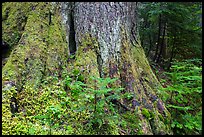 Base of tree trunk coverd with moss. Mount Rainier National Park ( color)