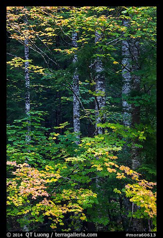 Vine maple and tree trunks. Mount Rainier National Park (color)