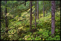 Rain forest in autumn, Ohanapecosh. Mount Rainier National Park, Washington, USA.