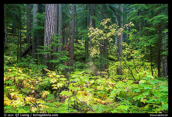 Ohanapecosh forest with bright undergrowth in autumn. Mount Rainier National Park, Washington, USA.