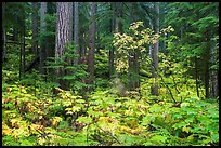 Ohanapecosh forest with bright undergrowth in autumn. Mount Rainier National Park ( color)