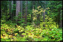 Ohanapecosh forest with bright undergrowth in autumn. Mount Rainier National Park, Washington, USA.