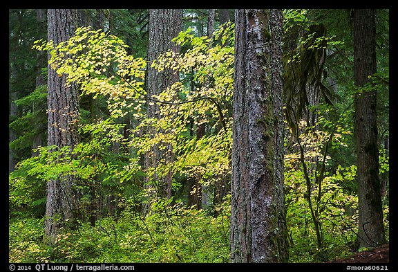 Ohanapecosh forest with yellow vine maple in autumn. Mount Rainier National Park, Washington, USA.