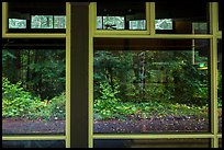 Rain forest window reflexion, Ohanapecosh Visitor Center. Mount Rainier National Park ( color)