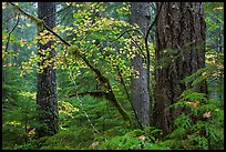 Vine maple and Ohanapecosh old-growth rain forest in autumn. Mount Rainier National Park, Washington, USA.