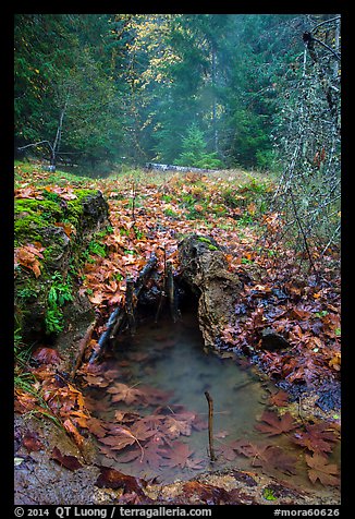 Ohanapecosh hot springs. Mount Rainier National Park (color)