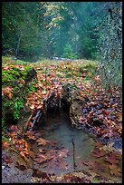 Ohanapecosh hot springs. Mount Rainier National Park ( color)