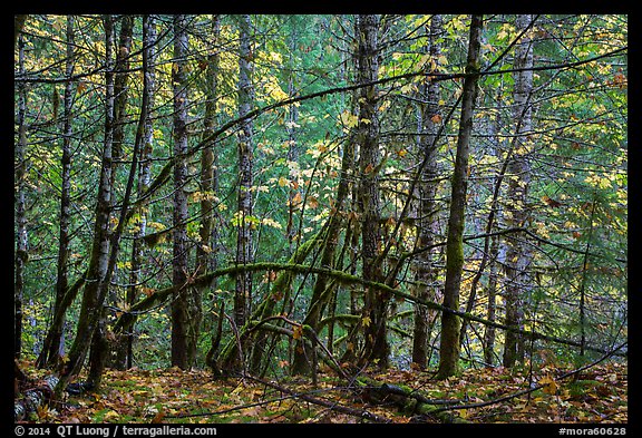 Mossy trees and autumn foliage, Ohanapecosh. Mount Rainier National Park, Washington, USA.