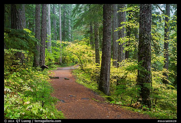 Trail in Ohanapecosh forest. Mount Rainier National Park, Washington, USA.