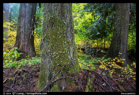 Grove of the Patriarchs in autumn. Mount Rainier National Park (color)